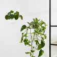 Plant hanger - Liv White 2/set